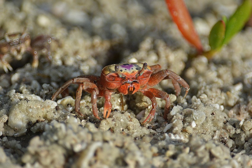 Sanibel Wildlife-055 Fiddlers Crab